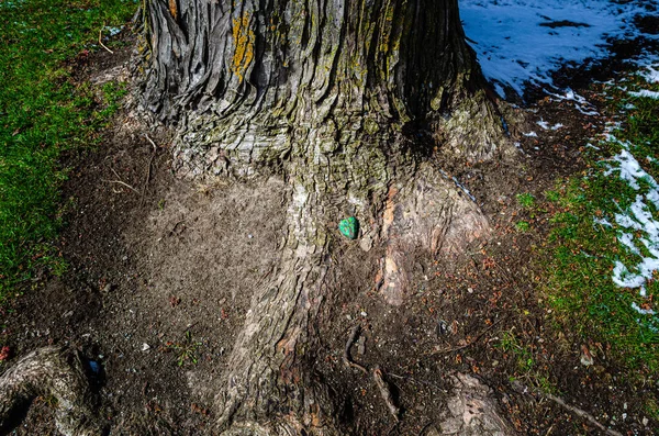 Rotparti Gammalt Träd Med Dekorativ Sten Vid Basen Med Snö — Stockfoto