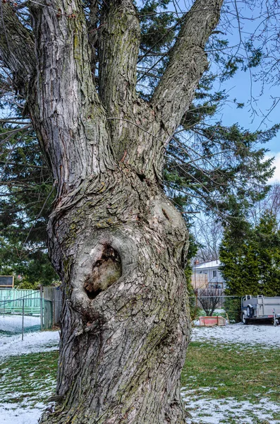Stare Warczące Drzewo Surową Korą Błękitne Niebo Śnieżną Ziemię — Zdjęcie stockowe