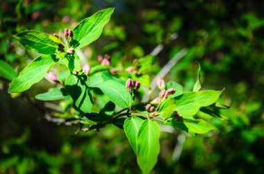 Aydınlatılmış çiçek tomurcuklarının odak arkaplanı olmayan bir çalılıkta yakın plan çekimi