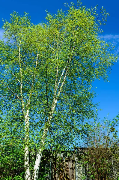 Single Springtime White Birch Tree Blue Sky Next Backyard Fence — Stock Photo, Image