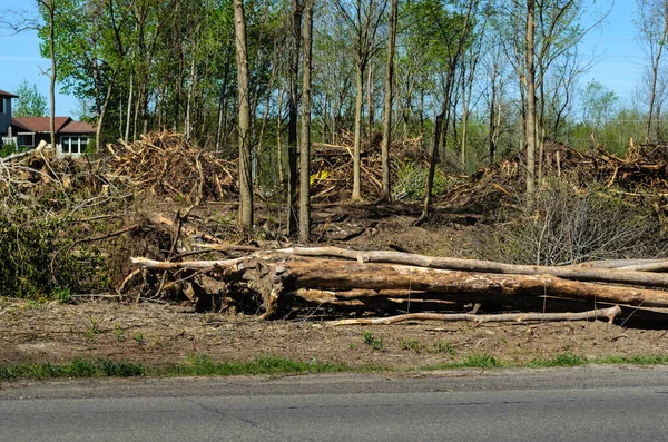 Stacks Uprooted Trees Brush Piles Residential Development Forest — Stock Photo, Image