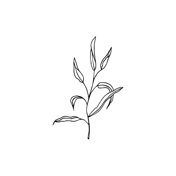 Φύλλα Μελάνης Ζωγραφισμένα Στο Χέρι — Διανυσματικό Αρχείο
