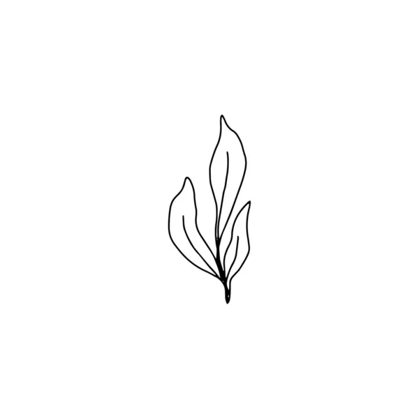 Floral dessiné à la main — Image vectorielle