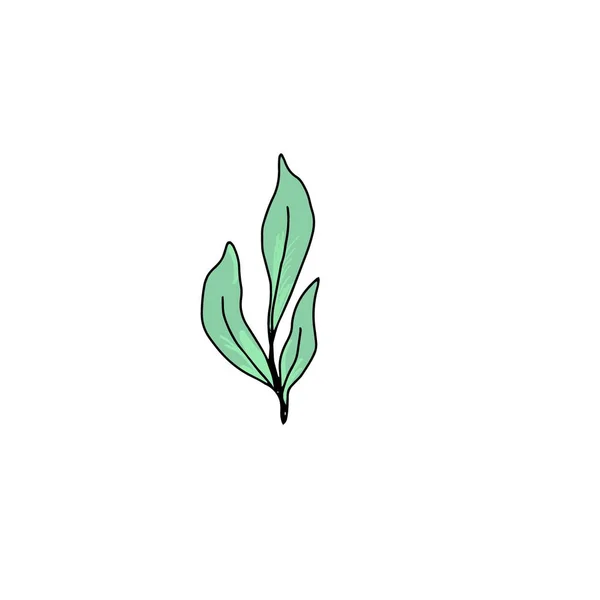 Floral hand drawn spring green leaf — 스톡 벡터