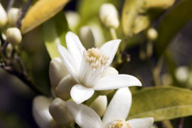 portakal ağacı çiçeği nektar ile.