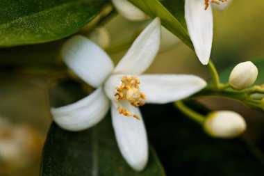portakal ağacı çiçeği nektar ile.