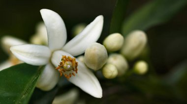 portakal ağacı çiçeği nektar ile.