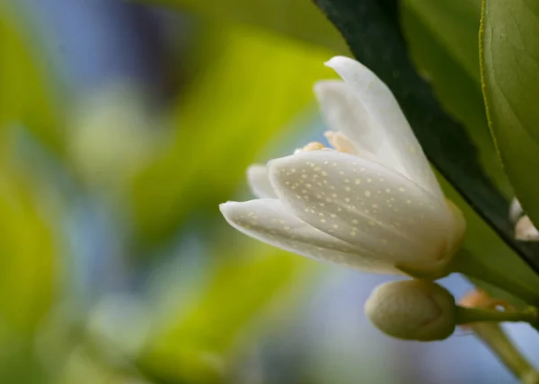 オレンジの木の花 — ストック写真