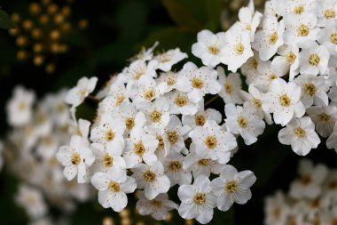 Bahar üzerinde beyaz çiçeği