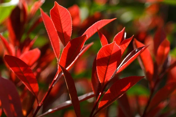 Rote Blätter aus nächster Nähe — Stockfoto