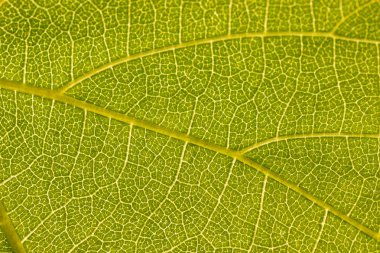 üzüm yaprağı görünümünü kapat