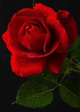 kırmızı gül görünümü kapatın