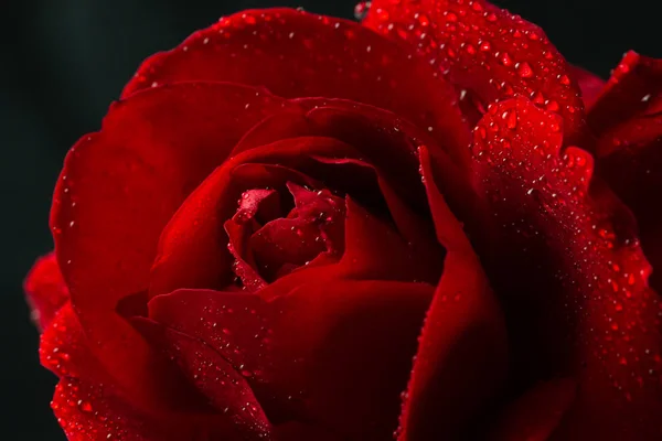 Red rose in close up view — Stock Photo, Image