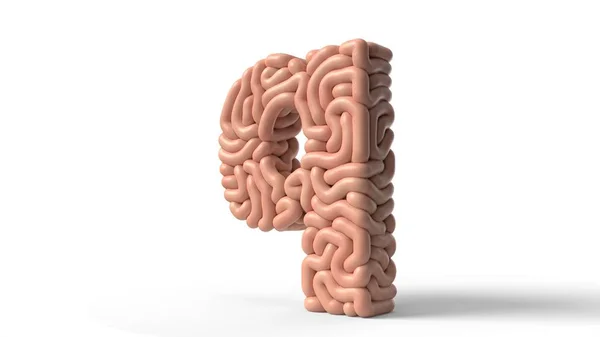 Ανθρώπινος εγκέφαλος σε σχήμα γράμματος Q. 3D εικονογράφηση — Φωτογραφία Αρχείου