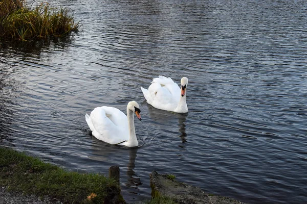 A peaceful couple of swans swimming together calmly on a winter afternoon — Stock Photo, Image