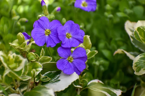 Närbild Vackra Ljuslila Blå Aubretia Blommor Mot Gröna Blad Våren — Stockfoto