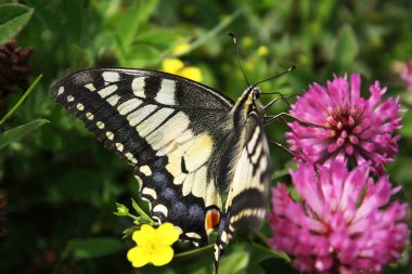 Papilio Machaon bir çiçeğin üzerindeki kelebek