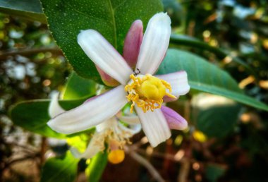 limon çiçeği ağaç makrosu içinde çiçek açıyor. 