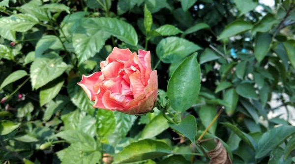 Kinesisk Hibiskus Rosa Sinensis Knopp Blomma Med Träd Bakgrund Närbild — Stockfoto