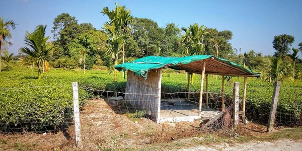 Hindistan 'ın kuzeydoğusunda, Assam' daki çay bahçesinde küçük bir kulübe.