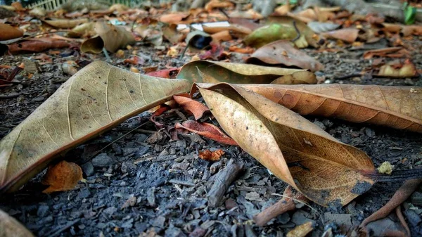 Herbst Gefallene Blätter Nahaufnahme Ansicht — Stockfoto