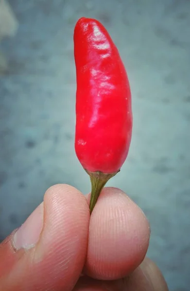 Tek kırmızı biber hazır. Makro görüntüyü kapatın. 