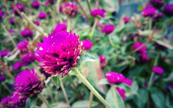 Globe Amaranth Purple Flower Close Stock Image — Stock Photo, Image