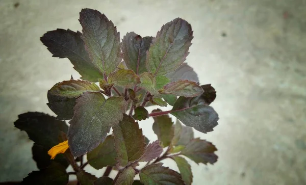 Kutsal fesleğen bitkisi ya da Hint Krishna Tulsi, Hindistan 'ın kutsal bitkisinin kraliçesi, ram tulsi, ocimum tenuiflorum