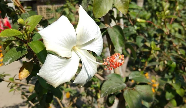 Branco Hibisco Flor Florescendo Jardim Paisagem Fundo — Fotografia de Stock