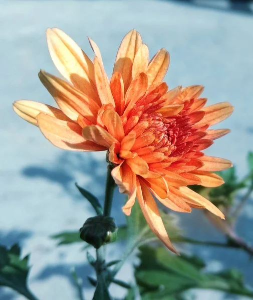 Çiçek açan Dahlia çiçeği, yaz güneşindeki Dalhia 'nın yakın plan fotoğrafı, Kasımpatı