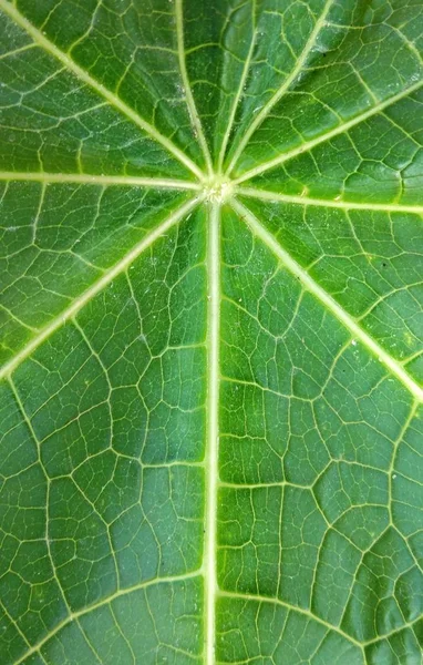 symmetry lines in green papaya  leaf textured background , green leaf macro closeup Top view