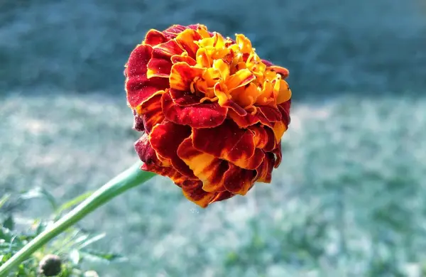 Turuncu kırmızı kadife çiçekleri, turuncu Fransız kadife çiçekleri (Tagetes patula) yeşil çayırların önünde, Hindistan 'da dini çiçekler 