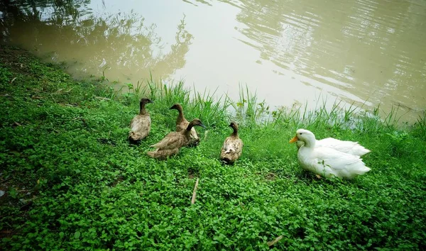Göl Kenarındaki Ördekler Bir Göletin Yanındaki Çimlerde Altı Ördek Dinleniyor — Stok fotoğraf