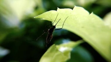 Yaprak üzerinde sivrisinek makro yakın plan Hd video görüntüleri 
