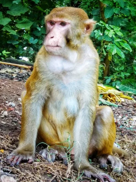 Sürpriz maymun portresi. Yaklaş, masum maymun. 