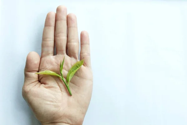 green tea leaf on hand in white background, new born Tea leaf,
