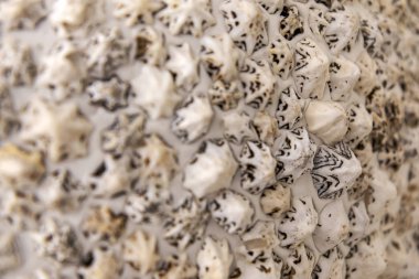 Küçük deniz kabuğunun arkaplanı, yumuşak odak