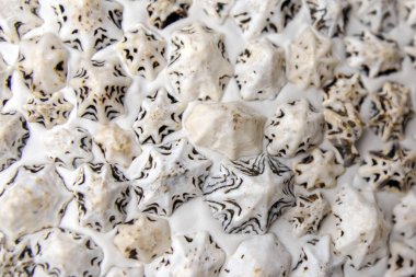 Küçük deniz kabuğunun arkaplanı, yumuşak odak