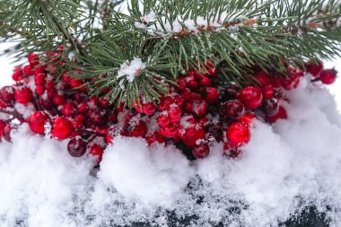 Kırmızı Avrupa kutsal meyveleri ve karla süslenmiş Noel ağacı dalı