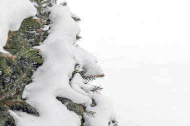 Kış arkaplanındaki kar altında Noel ağacı, boşluğu kopyala