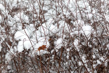 Yumuşak kar altında çıplak kuru çalılar, yumuşak odak