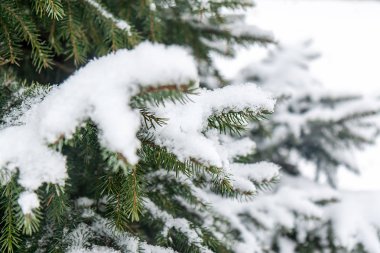 Beyaz pofuduk karın altında canlı yeşil bir Noel ağacı. Yumuşak odak
