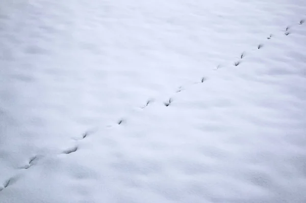 Pegadas Animais Neve — Fotografia de Stock