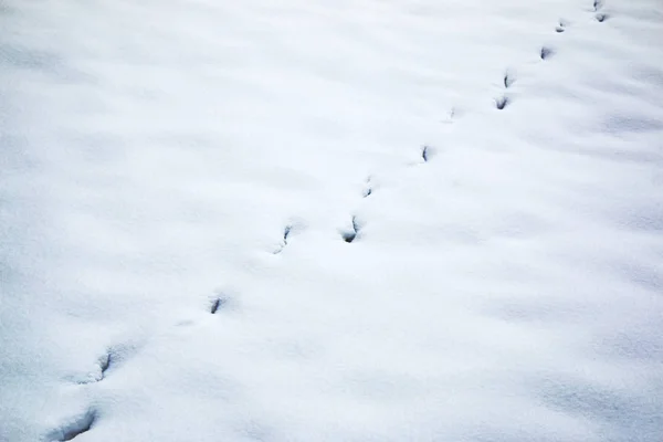 footprints of animals in the snow in the winter forest