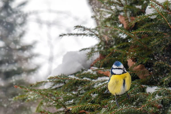 Meisenvogel Sitzt Auf Einem Verschneiten Weihnachtsbaum Winterwald — Stockfoto