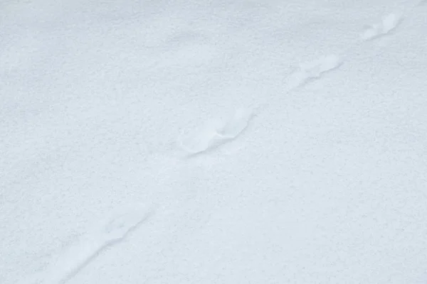 Faixas Diagonais Animais Neve Clara — Fotografia de Stock