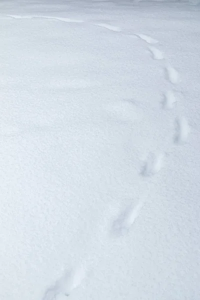 Следы Животных Свежем Снегу — стоковое фото
