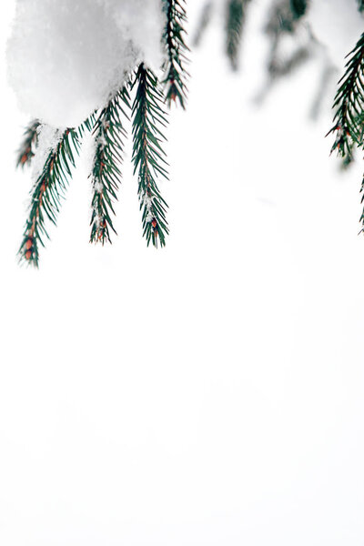 Christmas tree branch with long needles. Copy space, vertical orientation