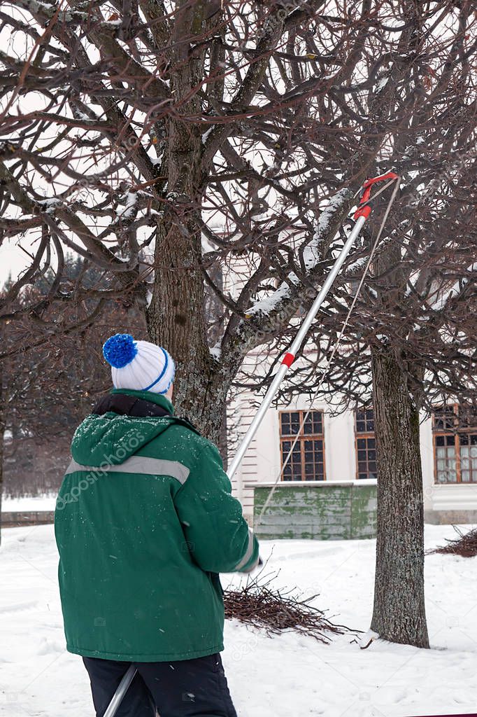 gardener pruning pruning trees in winter in a park. vertical