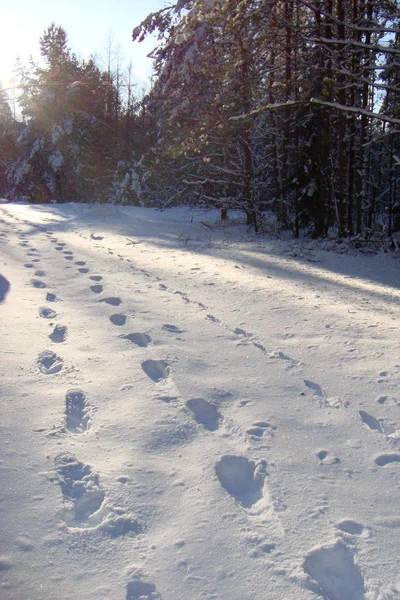 human footprints on the snow in the winter forest